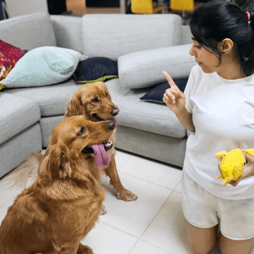 The Human Element of ‘Dog’ Training