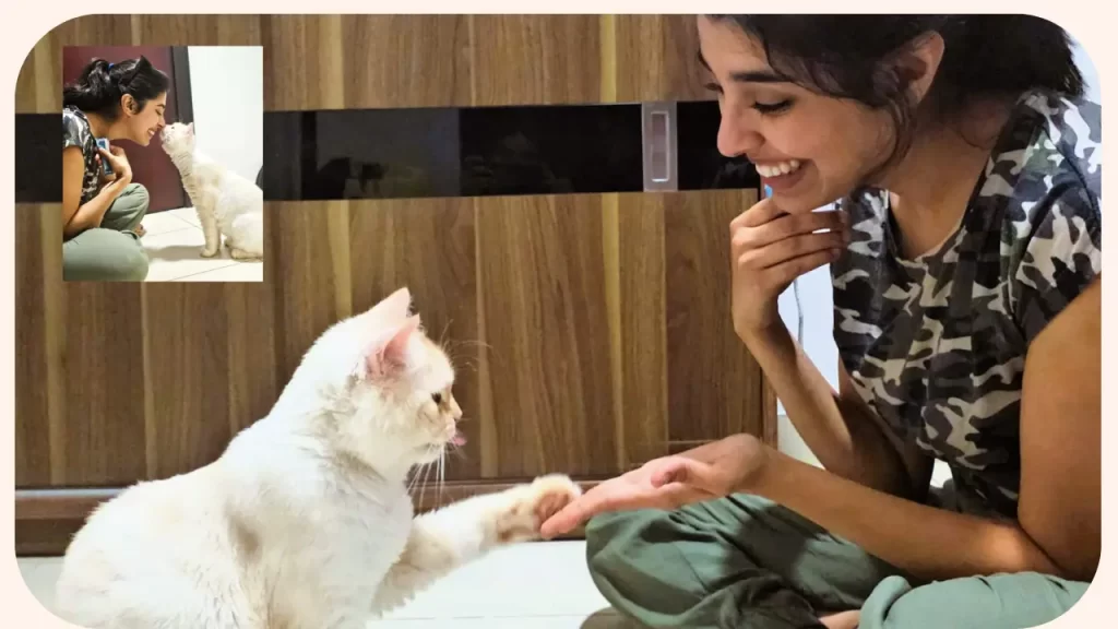 Cat Training in Dubai