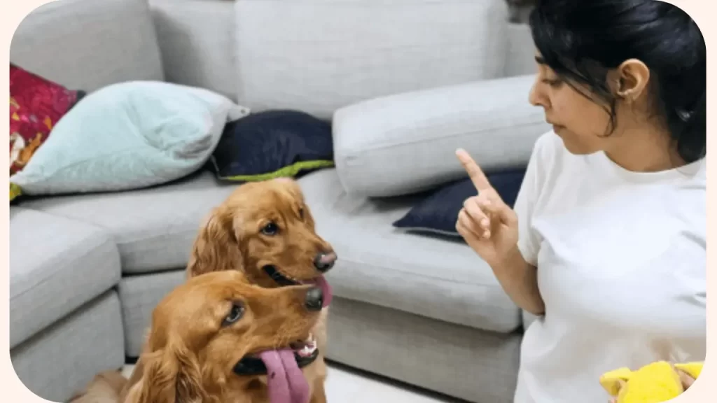 Puppy Training Dubai