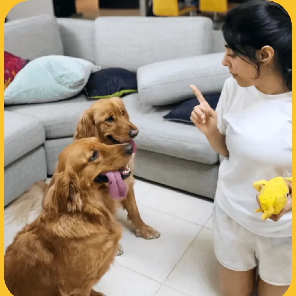 Best Training for Dog