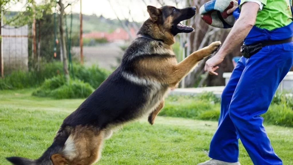 dog obedience training