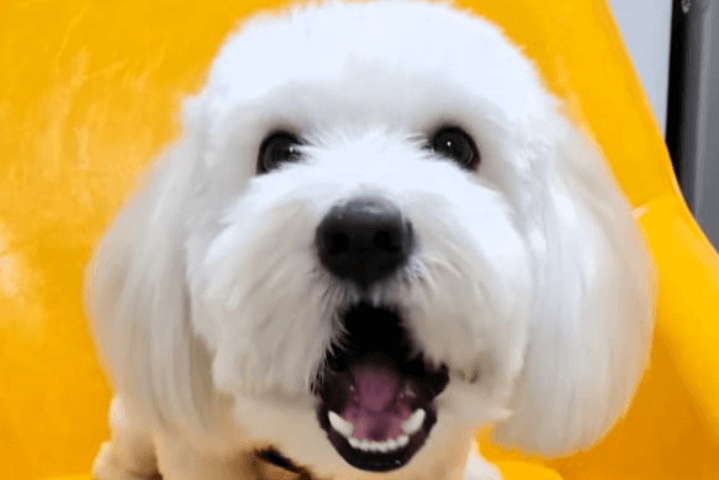 Untitled-design-2024-10-29T052016