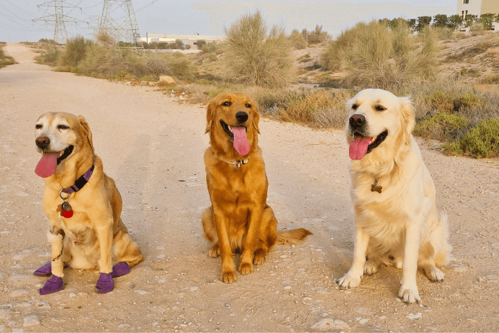 Untitled-design-2024-10-29T052419