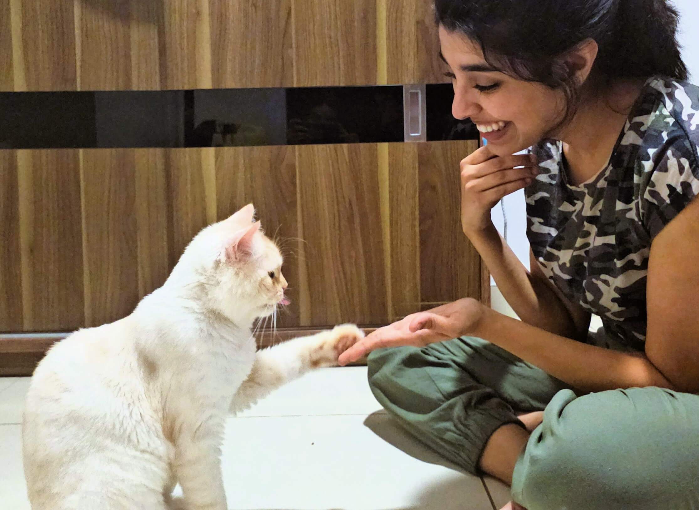 cat-training-webpage-1