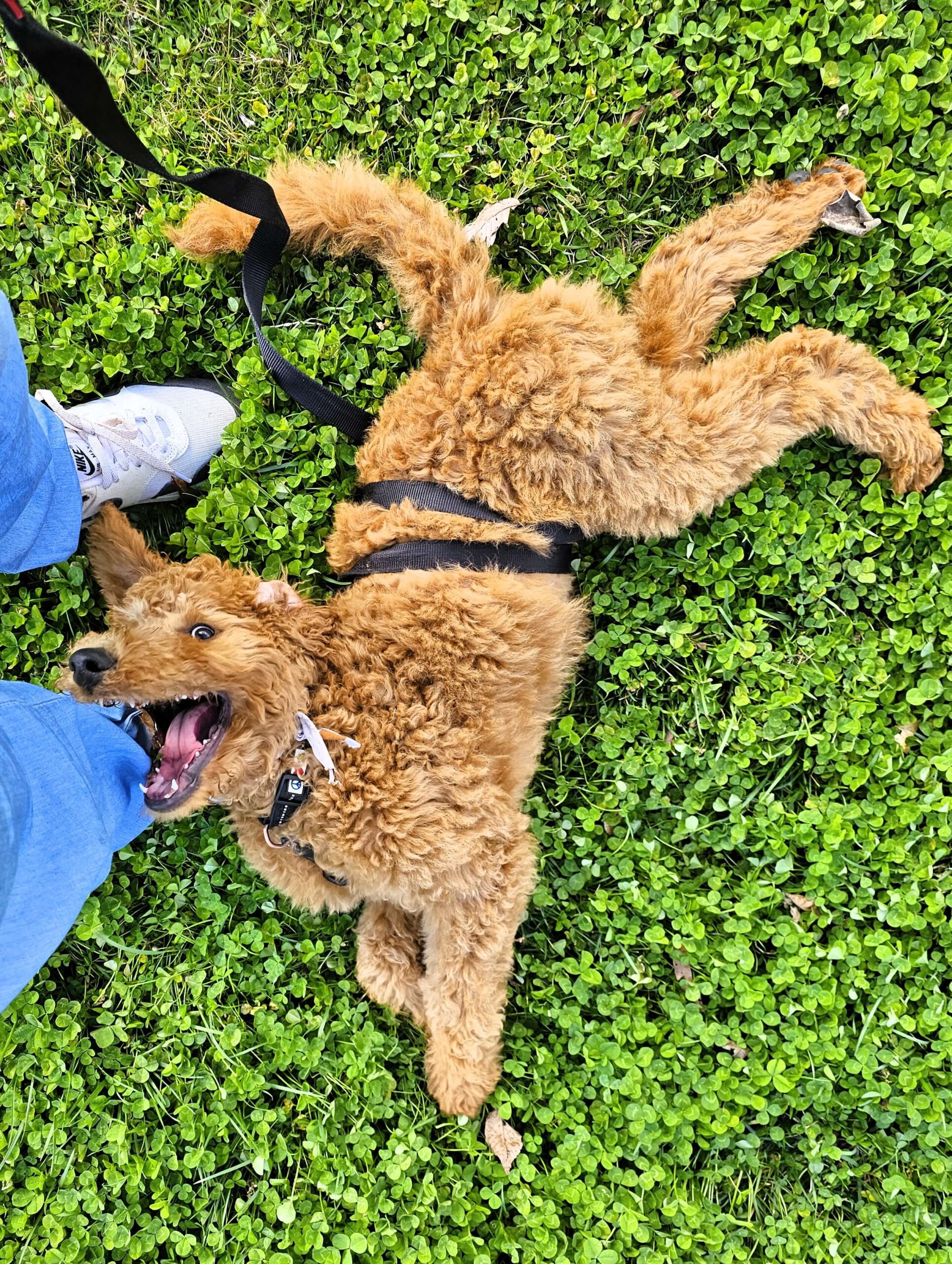 custom-packages-homepage-1-scaled