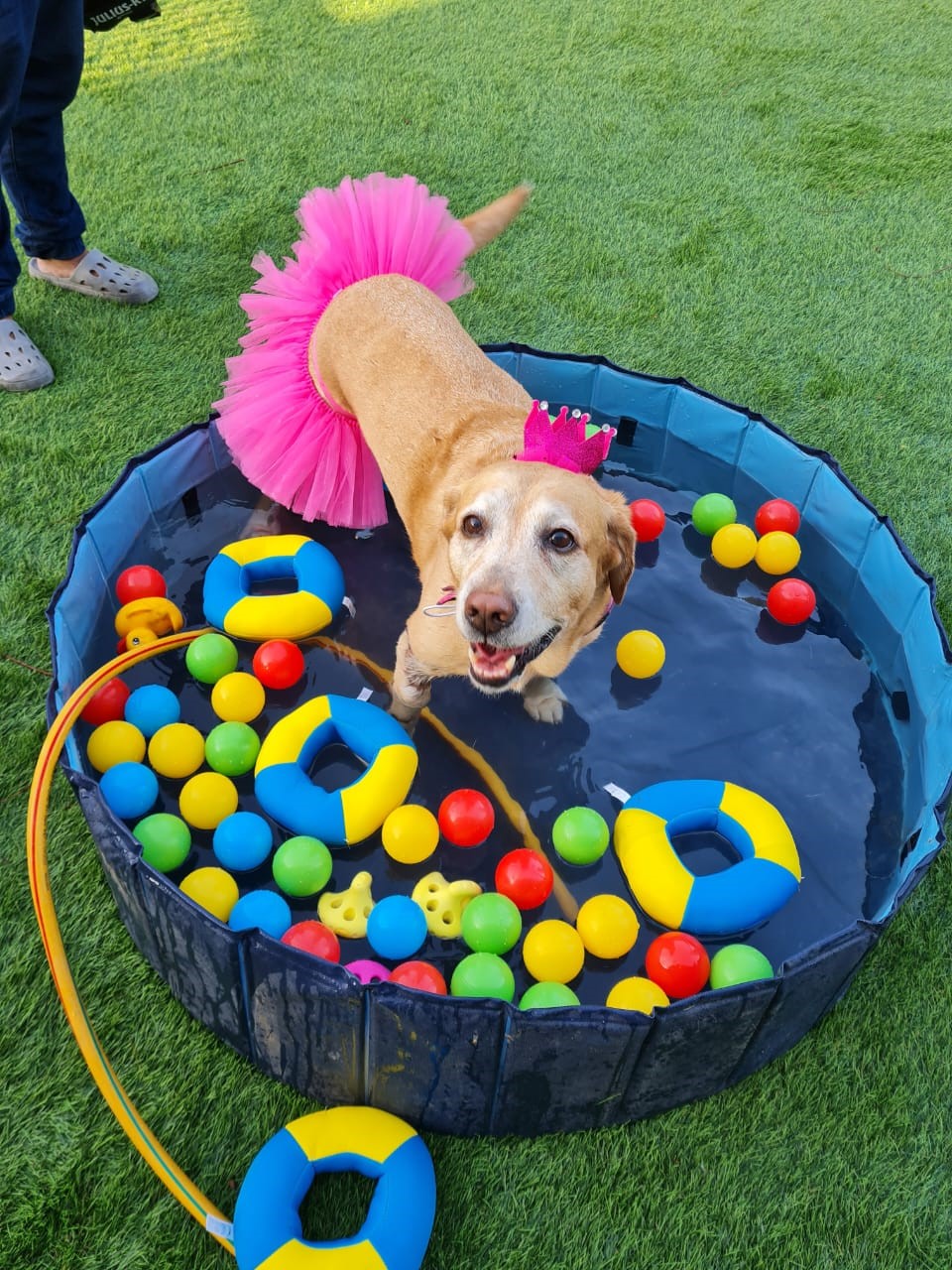 Dog Daycare in Dubai 