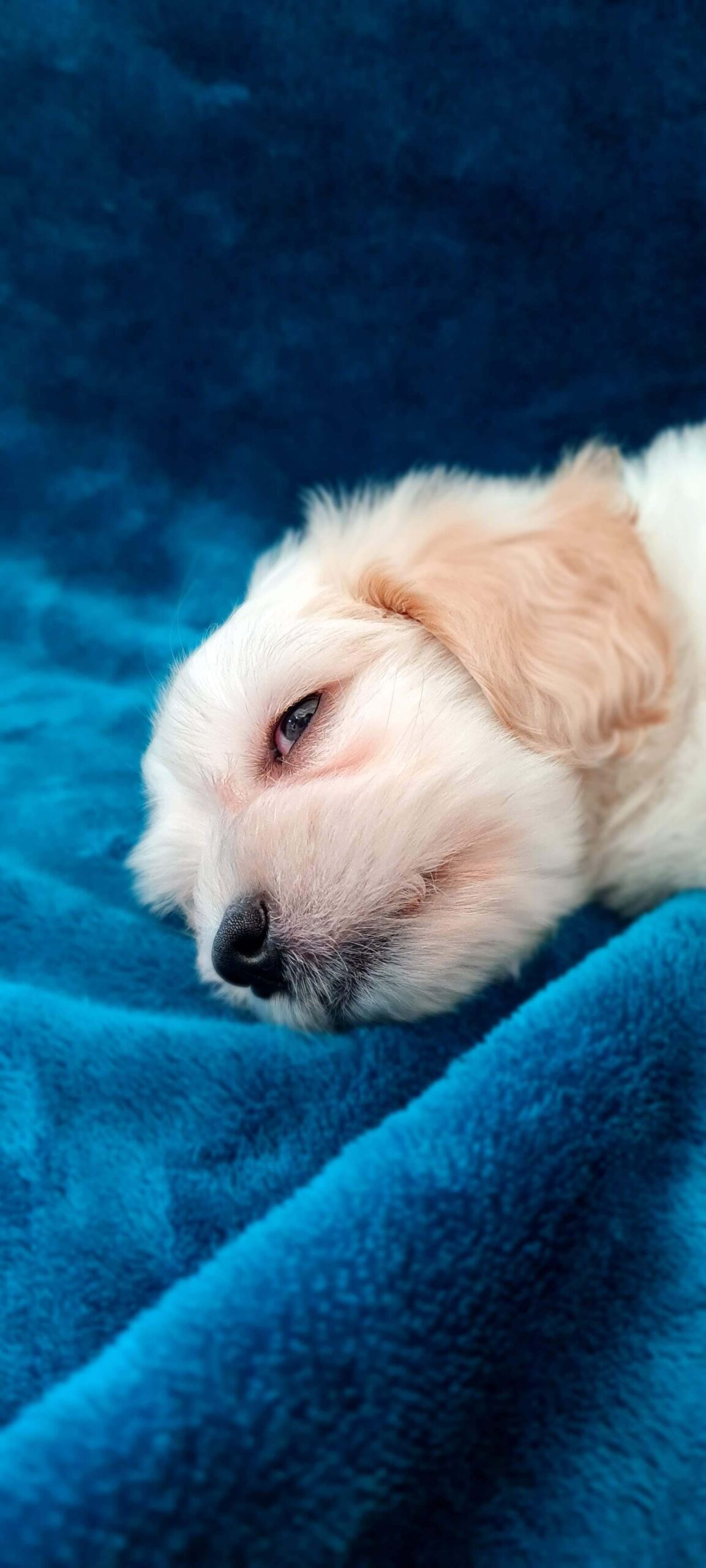 puppy-starter-pack-homepage-1-scaled