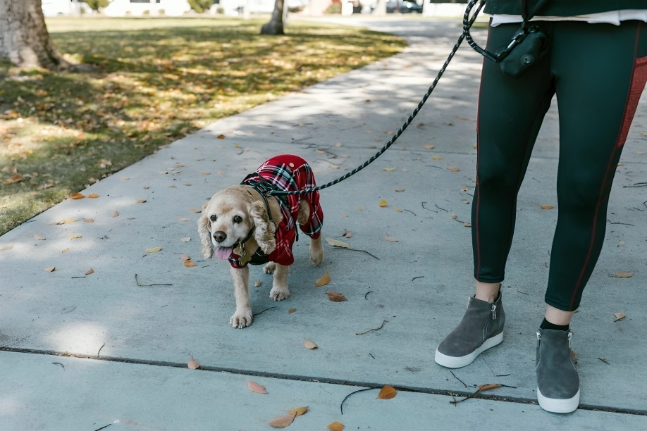 Dog Trainer Dubai