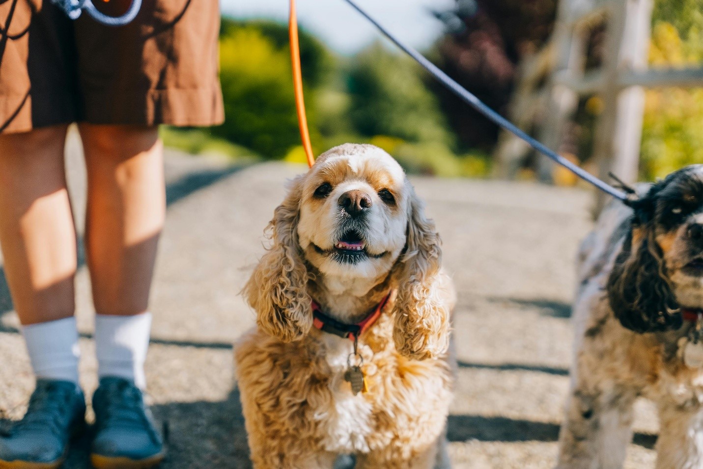 Dog Obedience Training