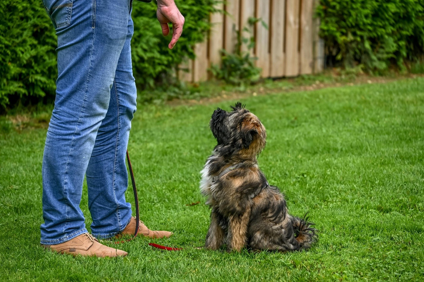 Best Dog Training