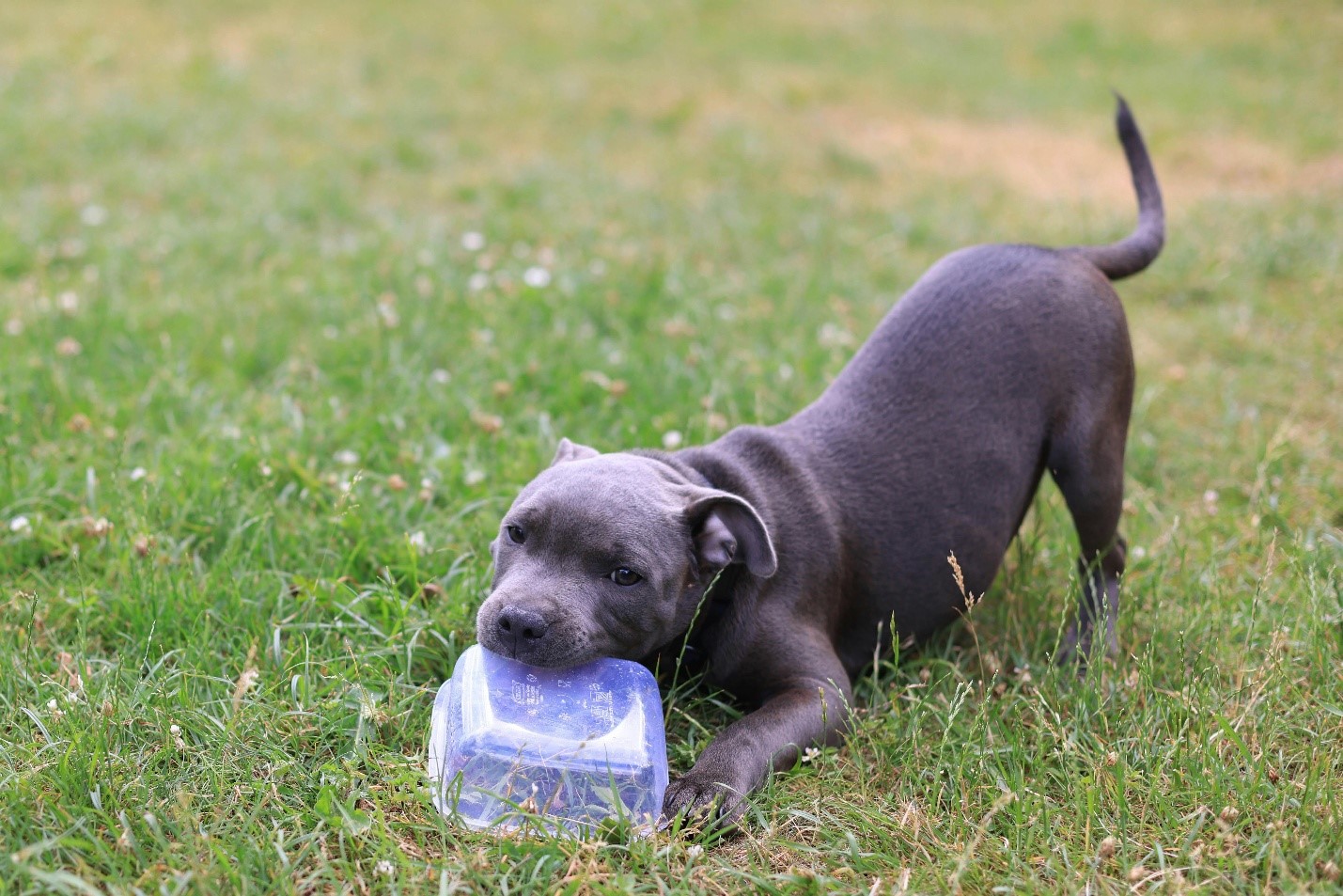 Puppy Training 