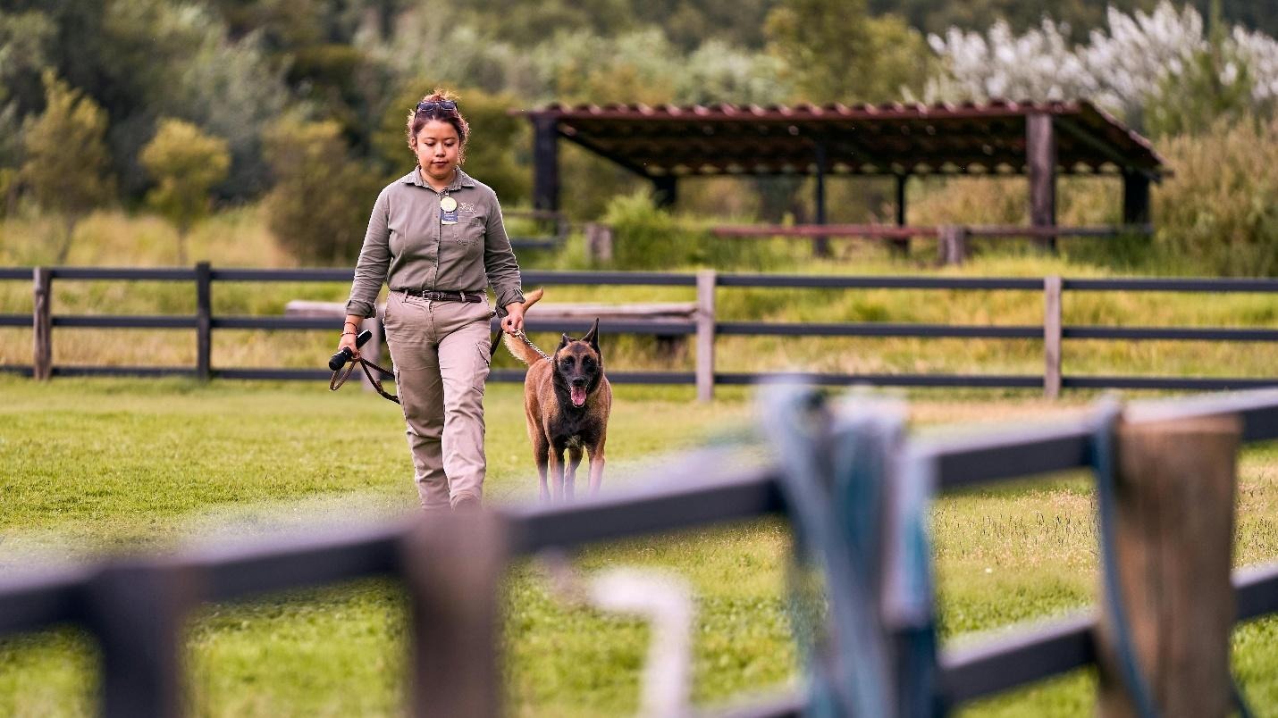 Dog Training