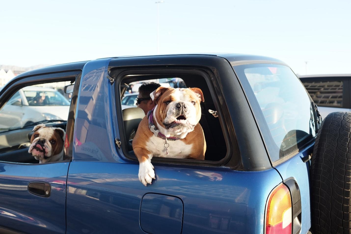 A Happy dog in car watching outsite